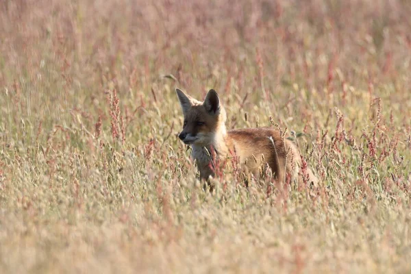 Κόκκινη Αλεπού Vulpes Vulpes Αλεπού Κουτάβι Στέκεται Ένα Λιβάδι — Φωτογραφία Αρχείου