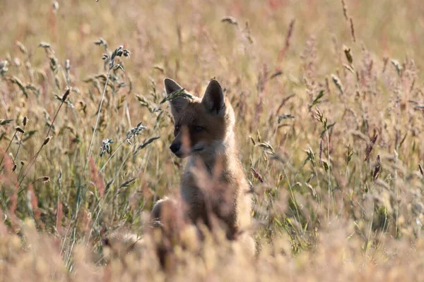 Rödräv Vulpes Vulpes Räv Unge Stående Äng — Stockfoto