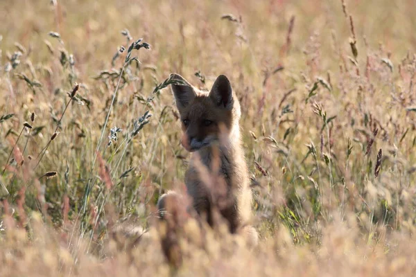 Vörös Róka Vulpes Vulpes Róka Kölyök Áll Réten — Stock Fotó