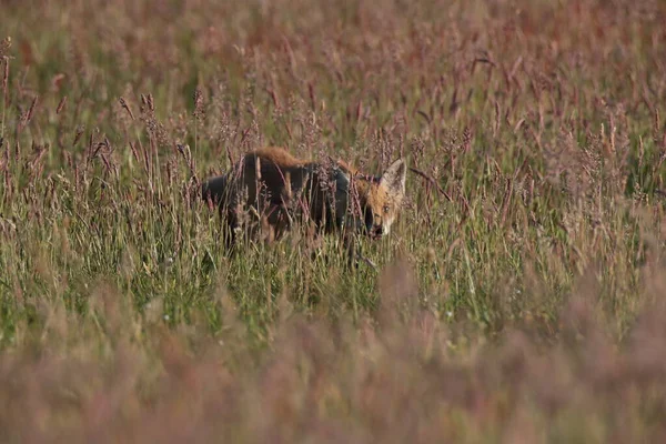 Kızıl Tilki Vulpes Vulpes Tilki Yavrusu Çayırda Duruyor — Stok fotoğraf