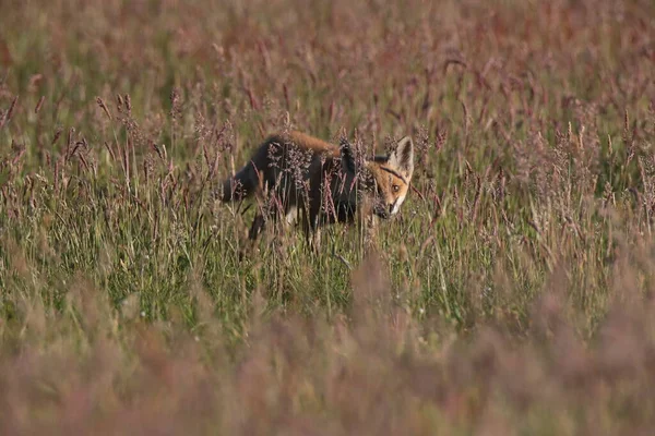Rotfuchs Vulpes Vulpes Fuchsjunge Auf Einer Wiese — Stockfoto
