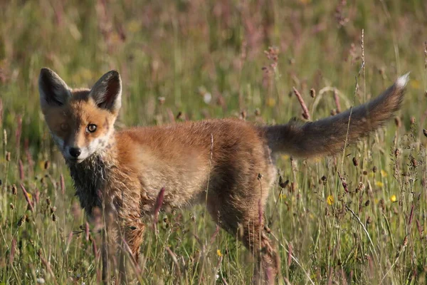 Renard Roux Vulpes Vulpes Petit Renard Debout Dans Une Prairie — Photo