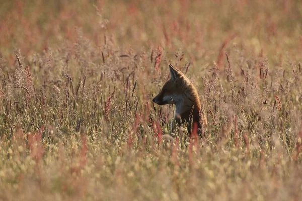 Κόκκινη Αλεπού Vulpes Vulpes Αλεπού Κουτάβι Στέκεται Ένα Λιβάδι — Φωτογραφία Αρχείου