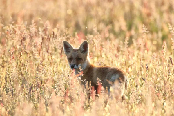 牧草地に立つキツネの赤ちゃん — ストック写真