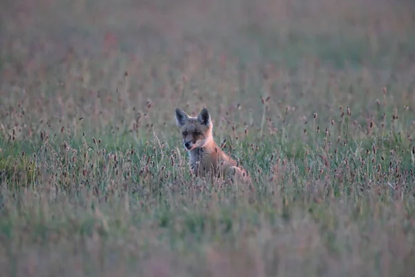 Liška Červená Vulpes Vulpes Liščí Mládě Stojící Louce — Stock fotografie