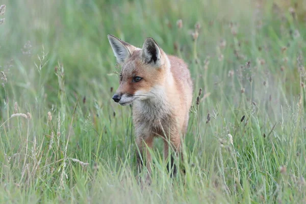 Рыжая Лиса Vulpes Vulpes Лисица Стоящая Лугу — стоковое фото