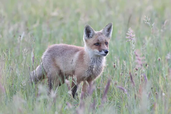 Rödräv Vulpes Vulpes Räv Unge Stående Äng — Stockfoto