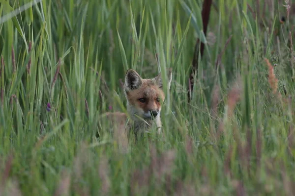 Renard Roux Vulpes Vulpes Petit Renard Debout Dans Une Prairie — Photo