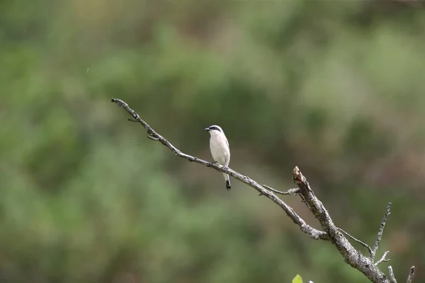 Red Backed Shrike Lanius Collurio Masculino Alemanha — Fotografia de Stock