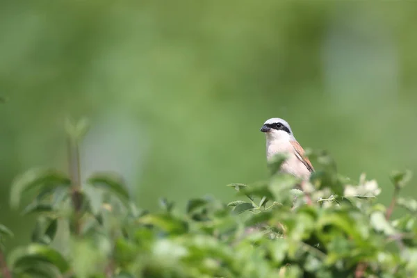 Neuntöter Lanius Collurio Männchen Deutschland — Stockfoto