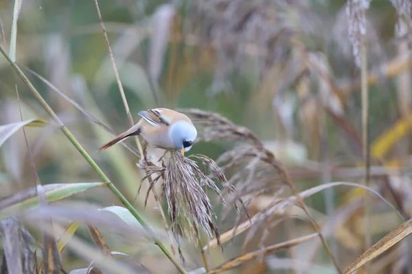 Bearded Reedling Bearded Tit Panurus Biarmicus Baden Wuerttemberg Germany — Φωτογραφία Αρχείου