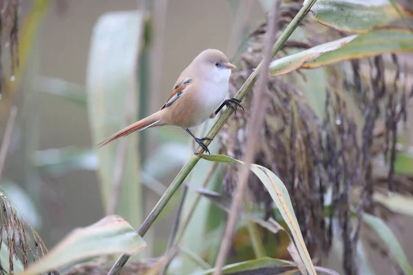 Bearded Reedling Bearded Tit Panurus Biarmicus Baden Wuerttemberg Germany — Stok Foto