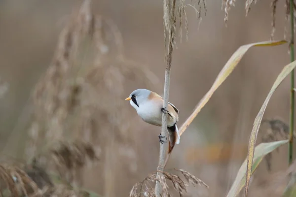 Bearded Reedling Bearded Tit Panurus Biarmicus Baden Wuerttemberg Germany — стокове фото