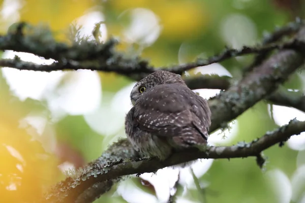 Eurasian Pygmy Owl Glaucidium Passerinum Swabian Jura — Stock Photo, Image