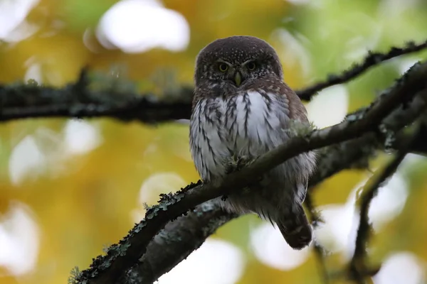 Gufo Pigmeo Eurasiatico Glaucidium Passerinum Giura Sveva — Foto Stock