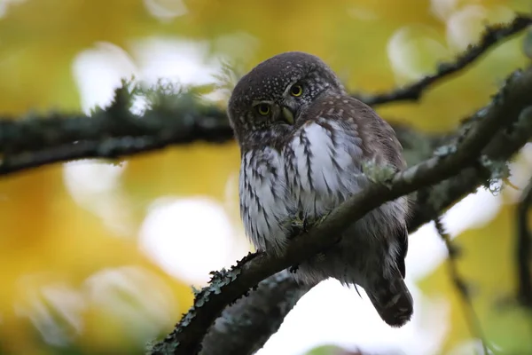 유라시아 피그미 올빼미 Glaucidium Passerinum Swabian Jura — 스톡 사진