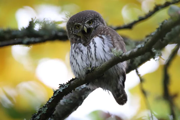 Búho Pigmeo Euroasiático Glaucidium Passerinum Swabian Jura — Foto de Stock