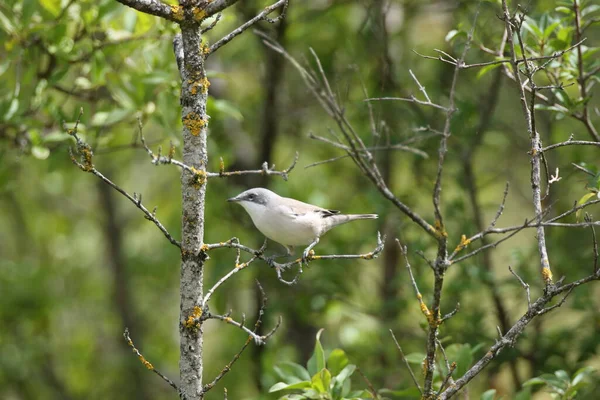 Mniejsze Whitethroat Curruca Curruca Siedzi Oddziale Niemczech — Zdjęcie stockowe