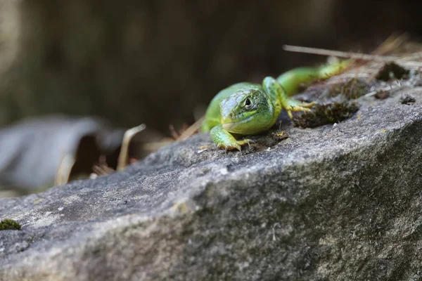 Western Green Lizard Est Assis Dans Mur Pierre Sèche — Photo
