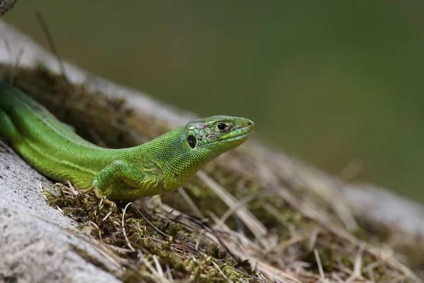 Western Green Lizard Est Assis Dans Mur Pierre Sèche — Photo