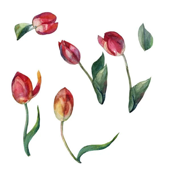 Watercolor Different Red Tulips Illustration White Background — Stock Photo, Image