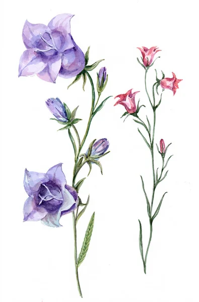 Watercolor Blue Pink Bellflowers Floral Illustration — Stock Photo, Image