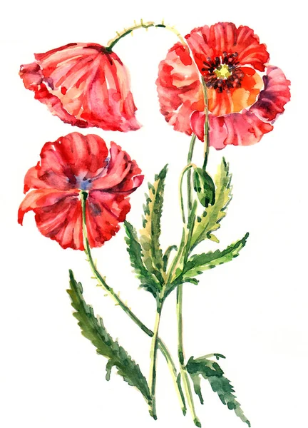 水彩花束赤いケシ — ストック写真