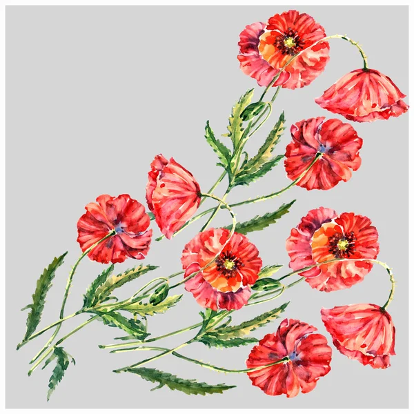 水彩花束赤いケシの花 灰色の背景に花のコーナー — ストック写真