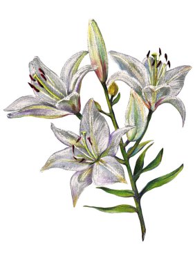 Buket zambakları renk kalem. Beyaz bir arka plan üzerinde çiçek şekil.