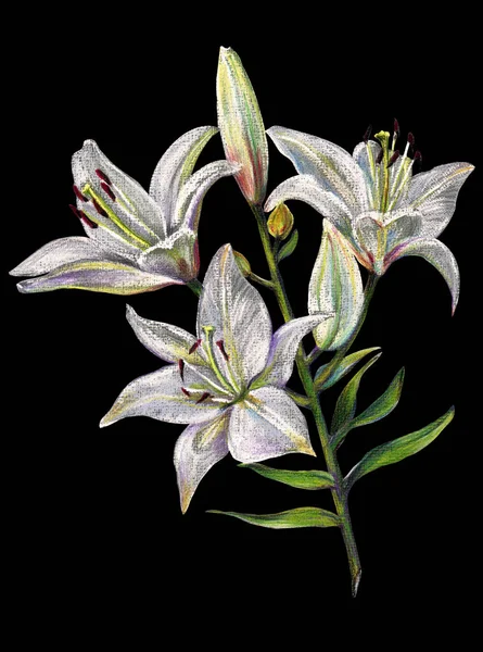 Bukiet Lilie Farbują Ołówek Ilustracja Kwiat Kwiatowy Czarnym Tle — Zdjęcie stockowe
