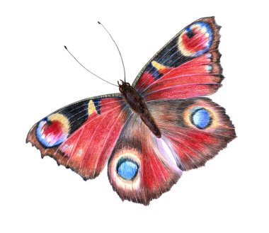 İllüstrasyon kelebek tasarım ve dekorasyon için.