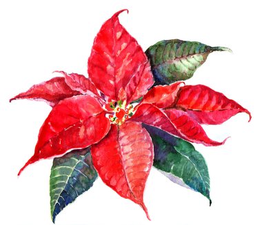 Suluboya Atatürk çiçeği. Tatil illüstrasyon.