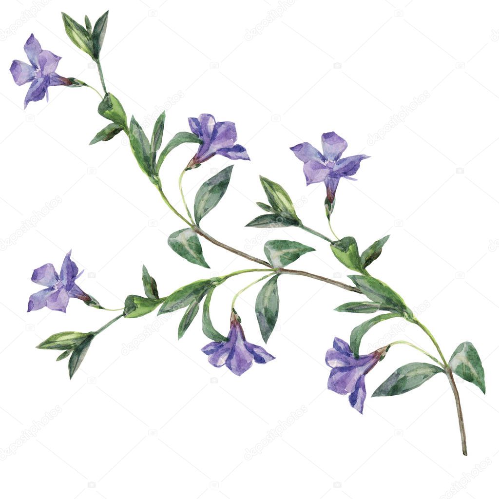 Watercolor meadow branch periwinkle. Illustration.