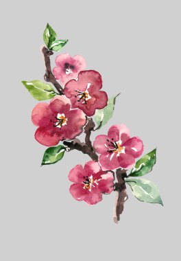 Waterclor dalı çiçek elma. Kireç grisi arka plan üzerine çizim.