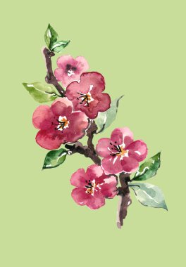 Waterclor dalı çiçek elma. Kireç yeşili arka plan üzerine çizim.