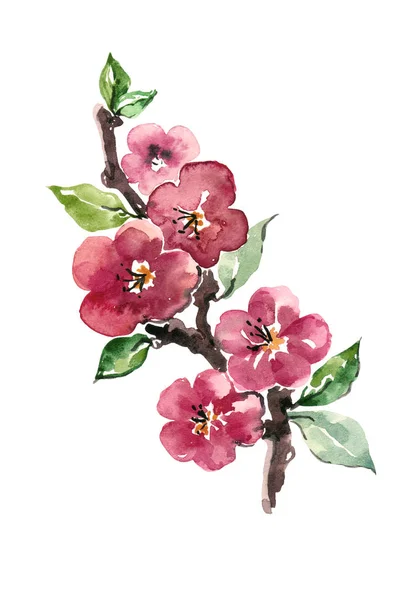 水花枝花苹果 白色背景上的插图 — 图库照片
