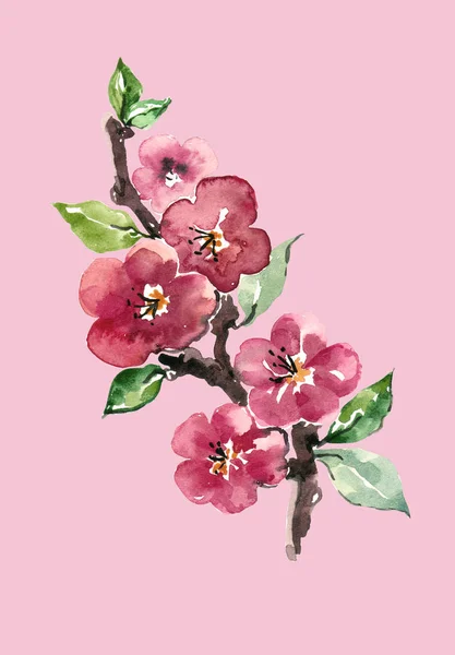 Waterclor branch flowers apple. Illustration on pink background.