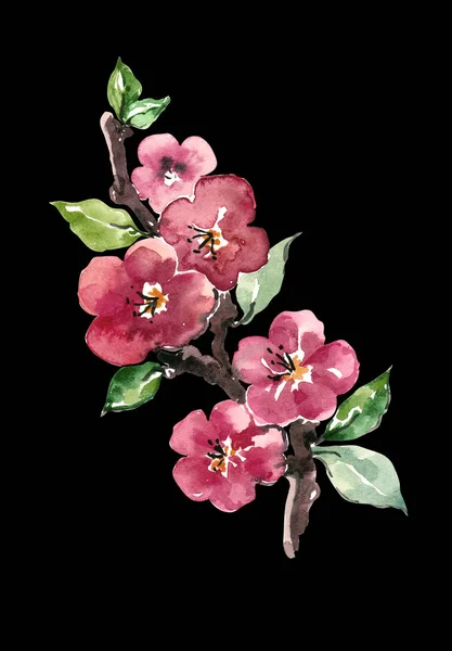 Waterclor branch flowers apple. Illustration on black background.
