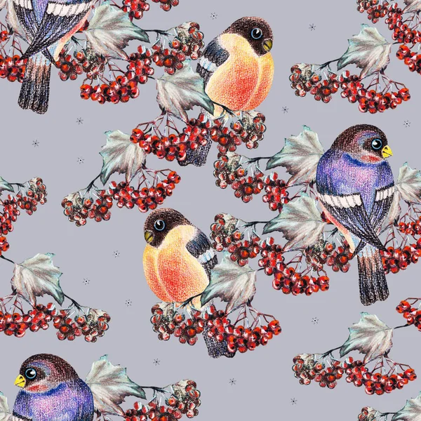 Bullfinch Renkli Kalem Ile Red Berry Ashberry Gri Arka Planda — Stok fotoğraf
