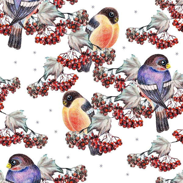 Bullfinch Renkli Kalem Ile Red Berry Ashberry Beyaz Arka Planda — Stok fotoğraf