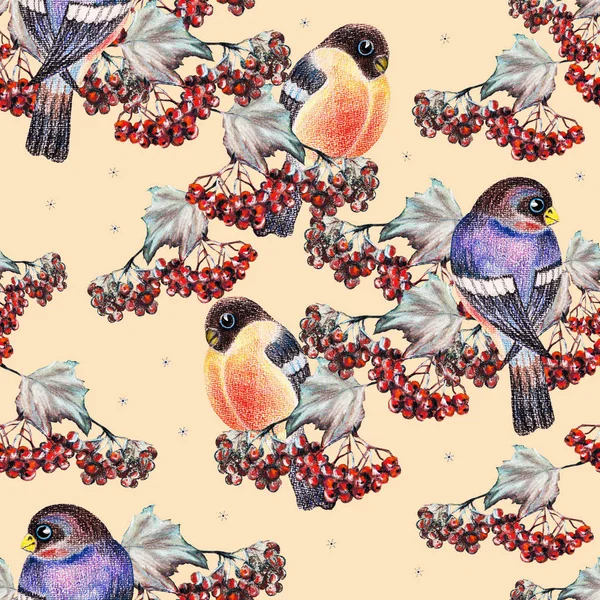 Bullfinch Renkli Kalem Ile Red Berry Ashberry Krem Arka Planda — Stok fotoğraf