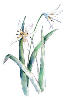 Zambaklardan suluboya buketi. İllüstrasyon çayır çiçekleri.