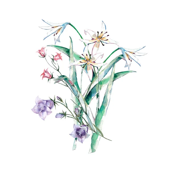 Watercolor Field Flowers Illustration Design White Background — Stock Photo, Image