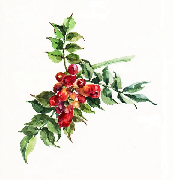 Blume Rote Kampsis Malerei Aquarell Mit Blättern Abbildung Auf Weißem — Stockfoto