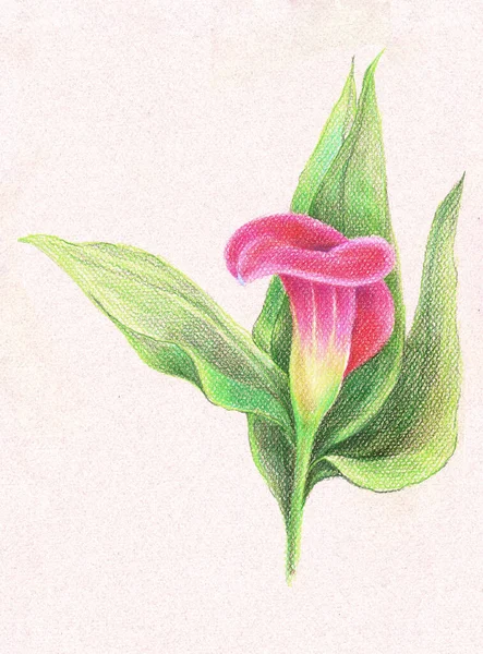 Calla Lirio Flor Dibujo Lápices Color Sobre Fondo Rosa Ilustración — Foto de Stock