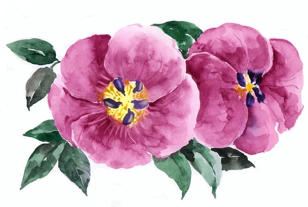 Akvarell Blommor Vit Bakgrund Illustration För Design — Stockfoto