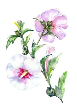 Beyaz arka planda suluboya çayır çiçekleri. Kart illüstrasyonu.