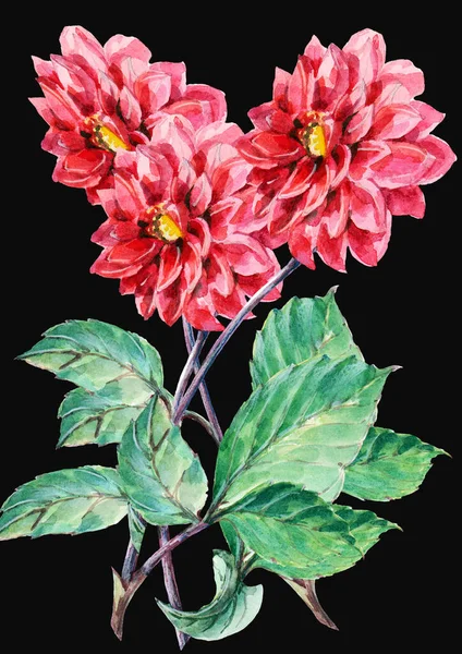 Fiori Dalia Pittura Acquerello Sfondo Nero Illustrazione Floreale Arredamento — Foto Stock