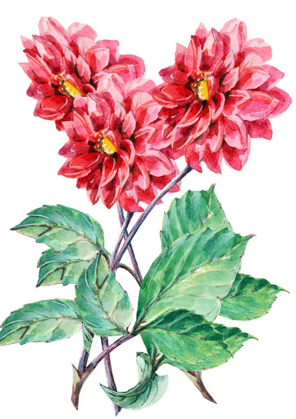 Blommor Dahlia Målning Akvarell Vit Bakgrund Blommig Illustration För Inredning — Stockfoto