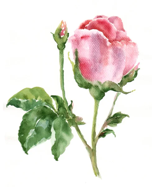 Illustration Blommande Gren Ros Akvarell — Stockfoto